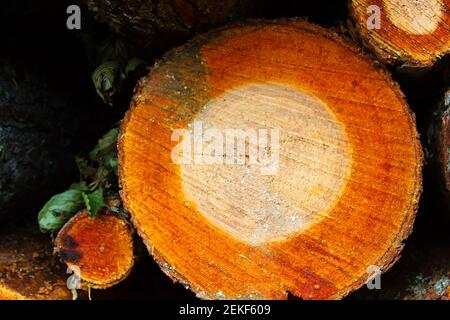 Baumquerschnitt der gesägten Erle zeigt Baumstruktur: Rinde (Kork), Phloem (Bast), Kambium, Rotalburnum (Splintholz), Kernholz, Kern. Struktur hat dea Stockfoto
