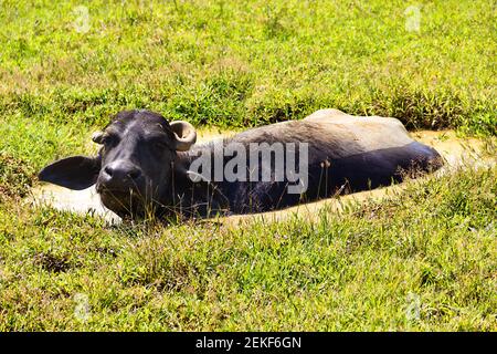 Sri Lanka Sumpfland, der Wasserbüffel sank in den Sumpf-Morast Stockfoto