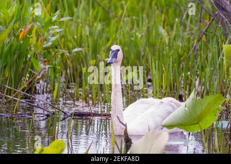 Trompeter Schwan in den Feuchtgebieten des Ottawa National Wildlife Refuge. Ohio. USA Stockfoto