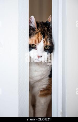 Lustige niedlich schuldig Gesicht weiblich calico Katze Eingabe Zimmer schieben Tür aus dem Weg mit Kopf Unfug Kitty in zu Hause Innerhalb des Hauses Stockfoto