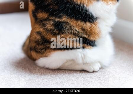 Witziges ein Calico Katze Makro Nahaufnahme auf Fensterbank Fenster gelehnt Schweller steht auf Hinterbeinen Trick Blick nach oben beobachten draußen Stockfoto