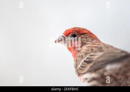 Ein männlicher Rothausfinkenvogel in Virginia Makro aus der Nähe Isoliert mit Schnee Wetter im Hintergrund bunte Gesicht von Tier Stockfoto