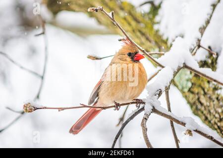 Ein weiblicher roter Nordkardinal, Cardinalis, aufgepufft, Vogel, der während des schweren Winters in Virginia auf einem Baumzweig thront, Schneeflocken fallen Stockfoto