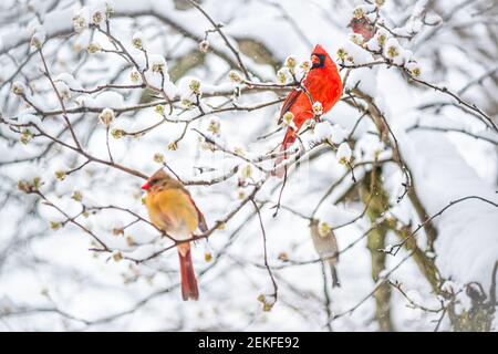 Zwei rote nördliche Kardinalpaar, Cardinalis, Vögel auf Baum Zweig während schweren Winter Schnee in Virginia Kirschblüten Knospen thront bunt Stockfoto