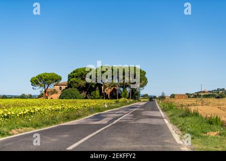 Kleine Straße im Dorf in der Toskana während des Tages Mit Hausbau und Zypressen und vielen Sonnenblumen in Blauer Himmel auf dem Bauernhof Stockfoto