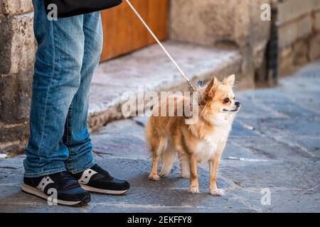 Ein niedliches entzückendes Chihuaha Hundegesicht, braune Augen an der Leine flauschiger kleiner Stammbaum Hund in Italien Straße orange Pelz Mantel mit Mann Person Beine des Besitzers Stockfoto