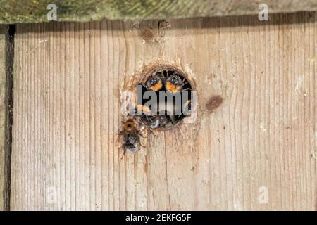 Baum Bumblebee; Bombus hypnorum; Nest Eingang; Großbritannien Stockfoto