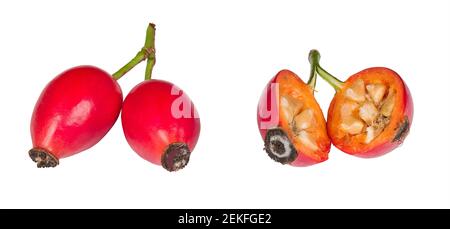Gesunde Hagebutten mit rotem Fruchtfleisch und Samen im Kern isoliert auf weißem Hintergrund. Rosa canina. Nahaufnahme von einer halbierten und zwei vollreifen Hagebutten-Früchten. Stockfoto
