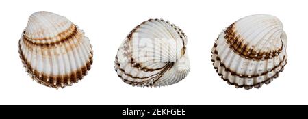 Schöne Muscheln von gemeinsamen Hahn isoliert auf weißem Hintergrund. Cerastoderma edule. Drei dekorative ovale Muschelschalen mit Rippenmuster. Essbare Salzwassermuscheln. Stockfoto