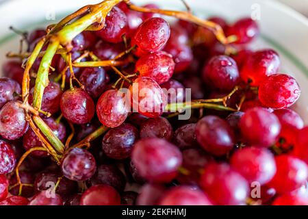 Makro Nahaufnahme von nass gewaschen frisch reif rot lila Bündel Von Trauben vom Bauernmarkt auf Teller im Sommer mit Weinstock Stockfoto