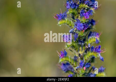 Nattern Bugloss; Echium vulgare; Blütezeit; Großbritannien Stockfoto