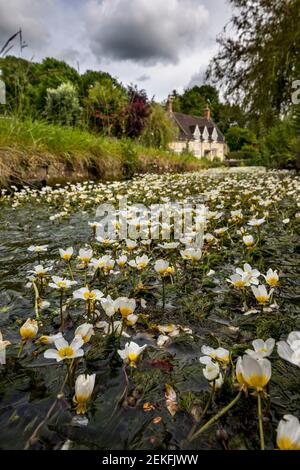 Wasser-Crowfoot; Ranunculus aquatilis; Kreidestrom; Teffont; Wiltshire; VEREINIGTES KÖNIGREICH Stockfoto