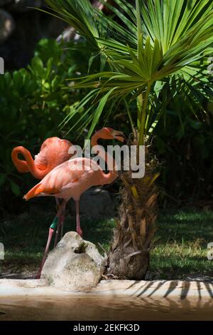 Flamingo ist ein sehr charmantes Tier. Wir können ihn in der Karibik treffen.Flamingos (Phoenicopteridae) ist eine Familie von Wasservögeln mit langem Hals und Beinen Stockfoto