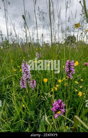 Gemeine gepunktete Orchideen; Dactylorhiza fuchsii; mit Hybriden; Clattinger Common; Wiltshire; VEREINIGTES KÖNIGREICH Stockfoto