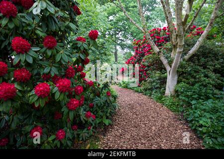 Wisley Gardens; Rhododendrons; Großbritannien Stockfoto