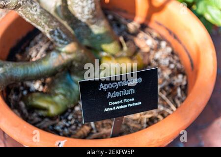 Nahaufnahme des Schildes für Apocynaceae Adenium oder Wüstenrose Pflanze aus Afrika und der arabischen Halbinsel im botanischen Garten Park von Key West, Florida Stockfoto