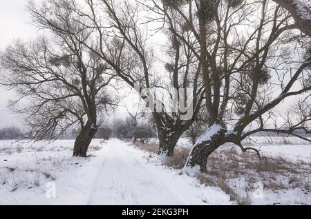 Bild einer Landstraße im Winter. Stockfoto