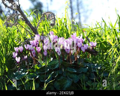 Schöne wilde Cyclamen am frühen Morgen. Unscharfer Hintergrund. Stockfoto