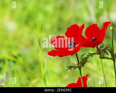Hellgrün verschwommener Hintergrund mit roten Anemonen. Stockfoto
