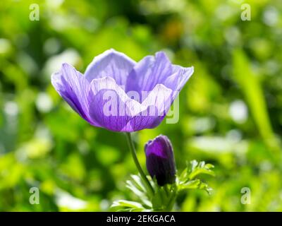 Violette Anemone auf einem verschwommenen grünen Hintergrund. Fotokomposition mit Unschärfe-Bildern. Stockfoto