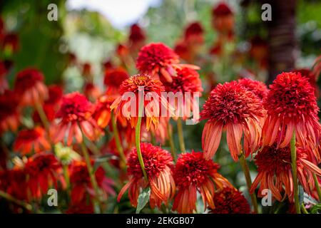 Orange Echinacea in einem Garten im Sommer England Stockfoto