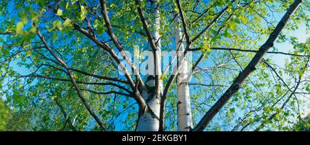 Niedrige Ansicht der Birke, Punkaharju, Finnland Stockfoto