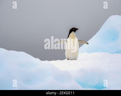 Adeliepinguin (Pygoscelis adeliae) auf Eisscholle, Fischinseln, Antarktis Stockfoto