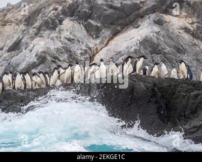 Adeliepinguine (Pygoscelis adeliae) und Kinnriemen-Pinguine (Pygoscelis antarcticus), Gourdin Island, Antarktis Stockfoto