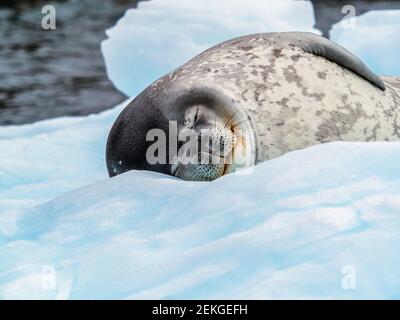 Weddellrobbe (Leptonychotes weddellii) schläft auf Eisscholle, Gourdin Island, Antarktis Stockfoto
