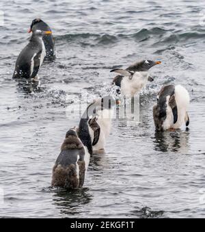 Gruppe von Gentoo-Pinguinen (Pygoscelis papua) im Meer, Brown Bluff, Antarktis Stockfoto