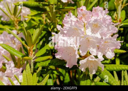 Busch von zarten rosa magentafarbenen Blüten von Azaleen oder Rhododendron Pflanze in einem sonnigen Frühling japanischen Garten, schöne florale Hintergrund oder tropischen Stil Stockfoto