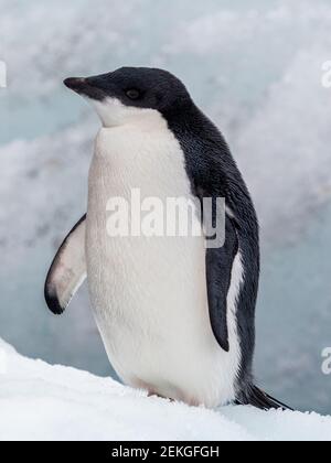 Adelie Pinguin (Pygoscelis adeliae), Brown Bluff, Antarktis Stockfoto