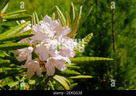 Busch von zarten rosa magentafarbenen Blüten von Azaleen oder Rhododendron Pflanze in einem sonnigen Frühling japanischen Garten, schöne florale Hintergrund oder tropischen Stil Stockfoto