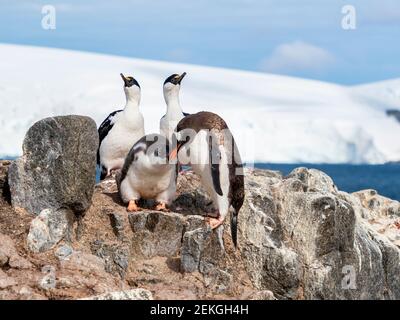 Zwei blauäugige Fetzen und Gentoo-Pinguine (Pygoscelis papua), Jougla Point, nahe Port Lockroy, Antarktis Stockfoto
