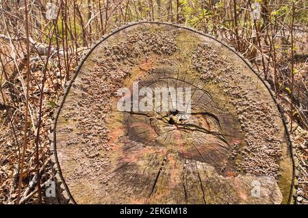 Der abgesägte Querschnitt eines Baumstammes zerfällt allmählich mit Pilz wächst auf der Oberfläche, Prospect Park, Brooklyn, USA Stockfoto