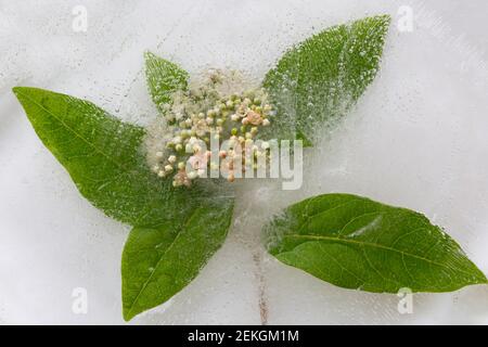 WA19300-00...WASHINGTON - eine früh blühende Cascara und Blätter teilweise gefroren. Stockfoto