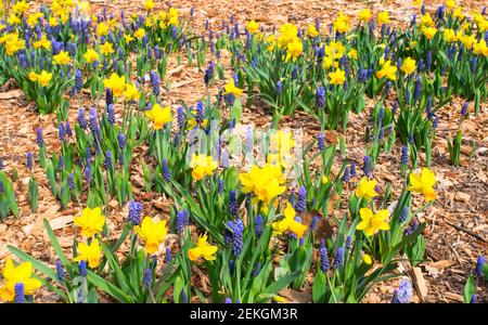 Eine Mischung aus blauen Traubenhyazinthen und gelben Narzissen, die im April im Central Park, NYC, USA, gesehen wurden Stockfoto