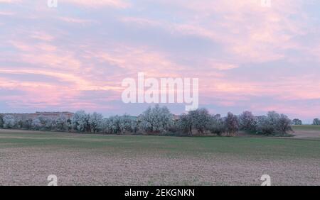 almond blossom landscape at sunrise (prunus dulcis) in spring Stock Photo