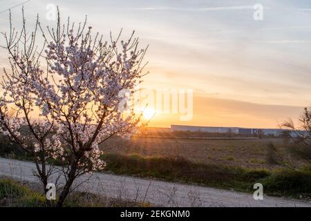 Mandelbaum bei Sonnenaufgang blüht (prunus dulcis) Mit der Sonne im Hintergrund Stockfoto