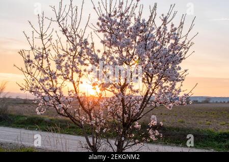 Mandelbaum bei Sonnenaufgang blüht (prunus dulcis) Mit der Sonne im Hintergrund Stockfoto