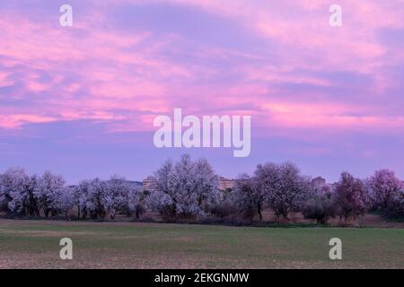 almond blossom landscape at sunrise (prunus dulcis) in spring Stock Photo