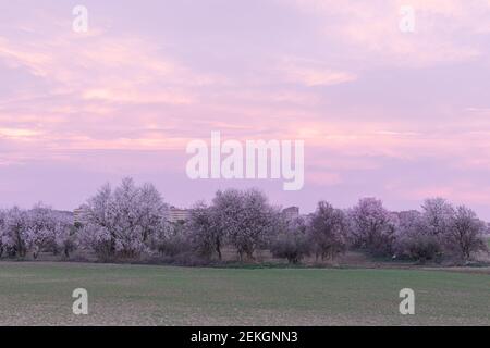 almond blossom landscape at sunrise (prunus dulcis) in spring Stock Photo