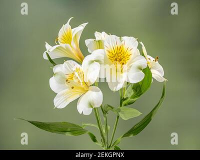 Nahaufnahme der Peruanischen Lilie oder Maiglöckchen der Inkas (Alstroemerias) Blume Stockfoto
