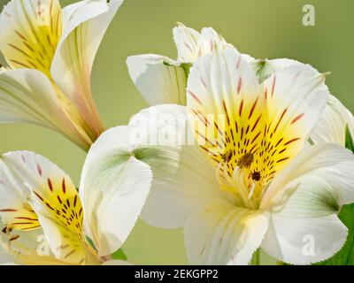 Nahaufnahme der Peruanischen Lilie oder Maiglöckchen der Inkas (Alstroemerias) Blume Stockfoto