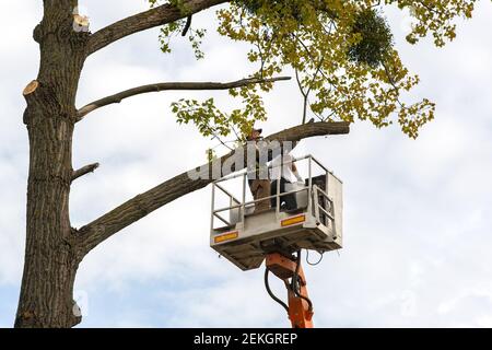 Zwei Servicemitarbeiter schneiden große Äste mit Kettensäge von Hochstuhl-Lift-Kran-Plattform. Entwaldung und Gartenkonzept. Stockfoto