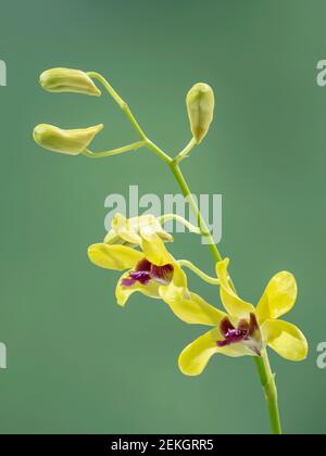 Nahaufnahme von gelben und roten Orchideenblüten Stockfoto