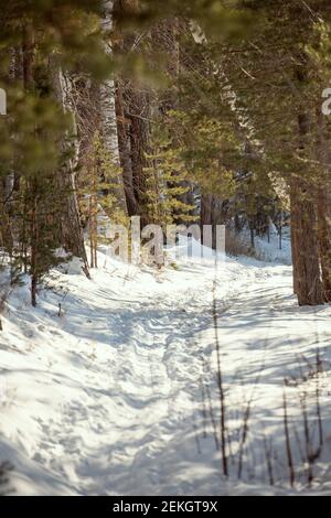 Langer Fußweg in der Schneeverwehung zwischen Kiefern und Birken gemacht In tiefen Wäldern an sonnigen Wintertag oder Morgen mit Niemand in der Nähe Stockfoto