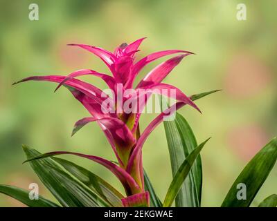 Nahaufnahme der roten Bromeliadblume Stockfoto