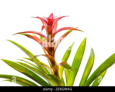 Nahaufnahme der roten Bromeliadblume vor weißem Hintergrund Stockfoto