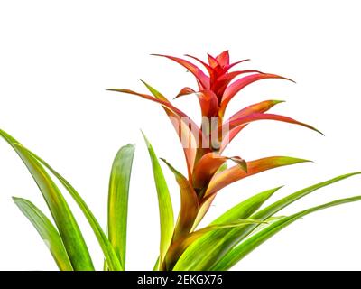 Nahaufnahme der roten Bromeliadblume vor weißem Hintergrund Stockfoto
